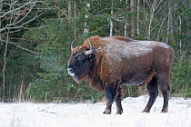 European bison (Bison bonasus) in snow, Bryansk, Central Federal District, Russia. January.