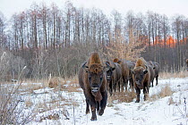 European bison (Bison bonasus) herd in snow, Bryansk, Central Federal District, Russia. January.