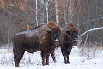 RF - European bison (Bison bonasus) in snow, Bryansk, Central Federal District, Russia. January. (This image may be licensed either as rights managed or royalty free.)