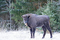 European bison (Bison bonasus) juvenile in snow, Bryansk, Central Federal District, Russia. January.