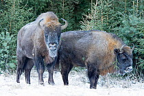 European bison (Bison bonasus) in snow, Bryansk, Central Federal District, Russia. January.