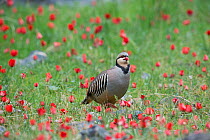 RF - Chukar partridge (Alectoris chukar) among red flowers, Pamyr, Tajikistan. April. (This image may be licensed either as rights managed or royalty free.)