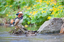 Mandarin duck (Aix galericulata) male with female in water, Vladivostock, Primorsky Krai, Far East Russia. May.