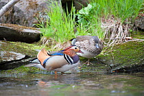 Mandarin duck (Aix galericulata) male female pair, Vladivostock, Primorsky Krai, Far East Russia. May.