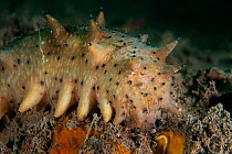 Japanese spiky sea cucumber (Apostichopus japonicus). Bohai Sea, Yellow Sea. Zhifu Island, Shandong Province, China.