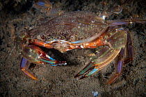 Lady crab (Charybdis japonica), male on floor of Bohai Sea, Yellow Sea. Zhifu Island, Shandong Province, China.