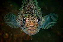 Korean rockfish (Sebastes schlegelii) in Bohai Sea, Yellow Sea. Zhifu Island, Shandong Province, China.
