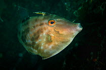 Filefish (Monacanthidae) in Bohai Sea, Yellow Sea. Zhifu Island, Shandong Province, China.