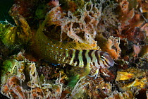 Combtooth blenny (Omobranchus elegans) in Bohai Sea, Yellow Sea. Zhifu Island, Shandong Province, China.