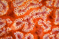 Ascidian / Sea squirt (Ascidiacea) close-up. Bohai Sea, Yellow Sea. Zhifu Island, Shandong Province, China.