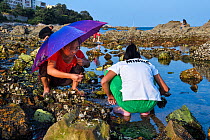 People collecting mussels along Yellow Sea coast. Yangma Island, Yantai, Shandong Province, China. September 2017.