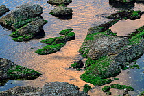 Coldwater seaweed (Porphyra) on rocks in Yellow Sea. Yangma Island, Yantai, Shandong Province, China.