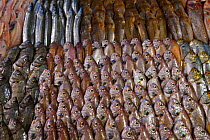 Fish from the Yellow Sea displayed at fish restaurant on Yangma island, Yantai, Shandong Province, China. September 2017.