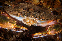 Lady crab (Charybdis japonica). Gulf of Bohai, Yellow Sea. Penglai / Dengzhou / Tengchow, Yantai, Shandong Province, China.