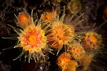 Sun / Tube coral (Tubastraea sp) with tentacles extended to catch zooplankton. Gulf of Bohai, Yellow Sea. Penglai / Dengzhou / Tengchow, Yantai, Shandong Province, China.