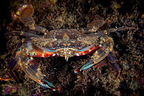 Lady crab (Charybdis japonica). Gulf of Bohai, Yellow Sea. Penglai / Dengzhou / Tengchow, Yantai, Shandong Province, China.