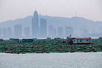 Fish and mussel farms with city skyline and hills in background. Zhifu Island, Shandong Province. Bohai Sea, Yellow Sea, China. September 2017.