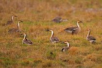 Group of Swan geese (Anser cygnoides) resting on ground, Inner Mongolia, China