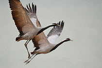 Demoiselle crane (Grus virgo) in flight, Inner Mongolia, China