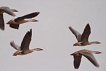 Swan geese (Anser cygnoides) flying, Inner Mongolia, China