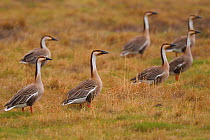 Group of Swan geese (Anser cygnoides) on grassland, Inner Mongolia, China