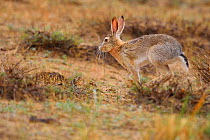 Desert hare (Lepus tibetanus) running on ground in Inner Mongolia, China