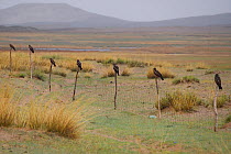 Black-eared kites (Milvus lineatus) perched on line of fence poles, Inner Mongolia, China