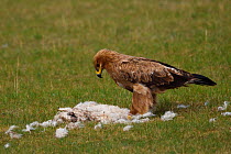 Steppe eagle (Aquila nipalensis) scavenging on a dead sheep, Bayanbulagu Gatcha, grassland steppe, Inner Mongolia, China, Inner Mongolia, China
