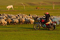 Mongolian Shepherd tending her sheep from motorbike, Bayanbulagu Gatcha, grassland steppe, Inner Mongolia, China. May 2016