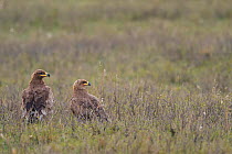 Two Steppe eagle (Aquila nipalensis) on ground in steppe grassland, Inner Mongolia, China