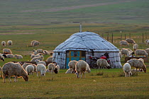 Mongolian Shepherd&#39;s tent or Yurt and grazing sheep, Bayanbulagu Gatcha, grassland steppe, Inner Mongolia, China. May 2016