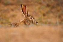 Portrait of a Desert Hare (Lepus tibetanus) Inner Mongolia, China