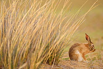 Desert hare (Lepus tibetanus) grooming face, Inner Mongolia, China