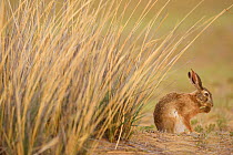 Desert hare (Lepus tibetanus) grooming face, Inner Mongolia, China