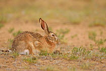 Desert hare (Lepus tibetanus) on ground, Inner Mongolia, China