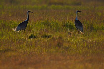 Pair of White-naped crane (Grus vipio), with two chicks walking on grass besides water in Inner Mongolia, China
