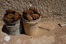 Dry cattle dung, collected in a plastic bucket by Mongolian herdsmen, to use as fuel, Inner Mongolia, China. This is the main source of heat during the winter in these open grassland steppes.