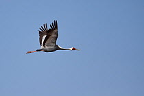 White-naped crane (Grus vipio) flying in front of blue sky in Inner Mongolia, China