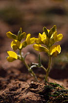 Yellow pea plant flowers (Fabaceae) rain in the semi-desert, Steppe, Inner Mongolia, China