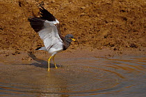 Grey-headed lapwing (Vanellus cinereus) spreading wings in water in Inner Mongolia, China