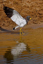 Grey-headed lapwing (Vanellus cinereus) spreading wings in water, Inner Mongolia, China