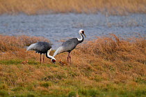 Two White-naped cranes (Grus vipio), with two chicks walking on grass besides water in Inner Mongolia, China