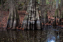 Bald cypress (Taxodium distichum) showing cypress knees, Kirby Nature Trail, Big Thicket National Preserve, Texas, USA, December 2017