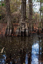 Bald cypress (Taxodium distichum) showing cypress knees, Kirby Nature Trail, Big Thicket National Preserve, Texas, USA, December 2017