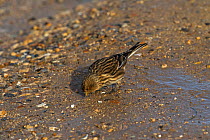 Twite (Carduelis flavirostris) drinking from a puddle, Thornham Harbour, Norfolk, England, UK, February.