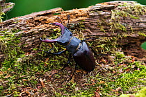 Stag beetle (Lucanus cervus) male on rotting mossy covered log, Ringwood, Hampshire, England, UK, June.