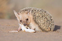 Long-eared hedgehog (Hemiechinus auritus) feeding on lizard prey, Gobi Desert, Mongolia. June.