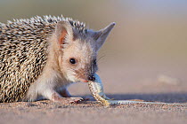 Long-eared hedgehog (Hemiechinus auritus) feeding on lizard prey, Gobi Desert, Mongolia. May.