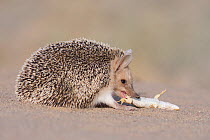 Long-eared hedgehog (Hemiechinus auritus) feeding on lizard prey, Gobi Desert, Mongolia. June.
