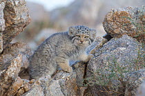 RF - Pallas cat kitten  (Otocolobus manul) Sukhe-Batar Aimag, South Gobi Desert, Mongolia. June. (This image may be licensed either as rights managed or royalty free.)